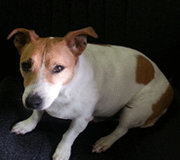 used auto and truck parts sales staff